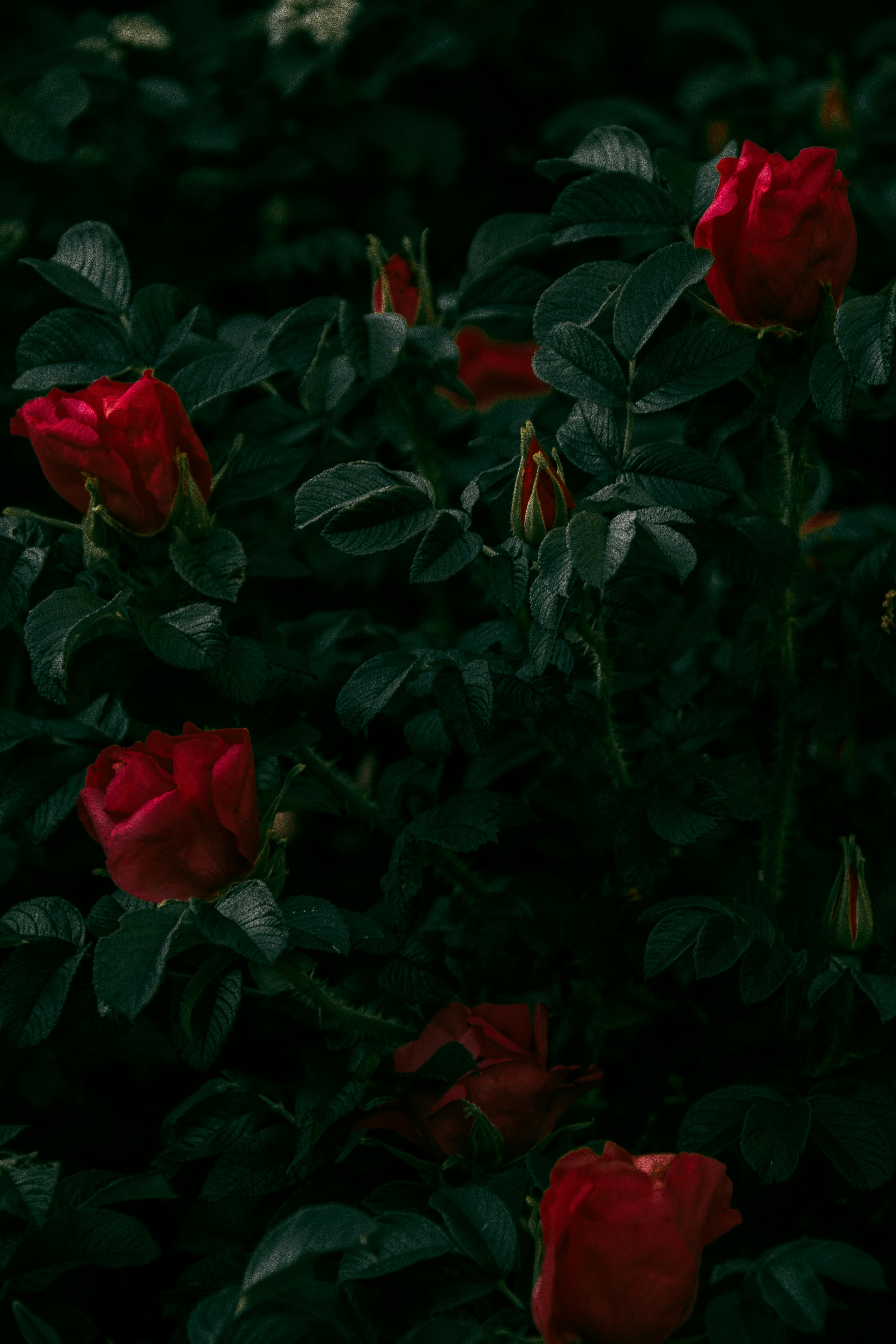 Why Readers Love Dark, Complex Characters – Reader's Closet